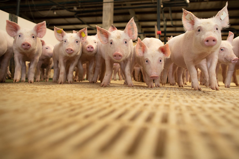 Senar lança curso online para produtores de aves e suínos